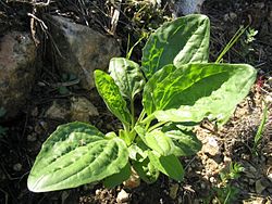 Groblad (plantago major)